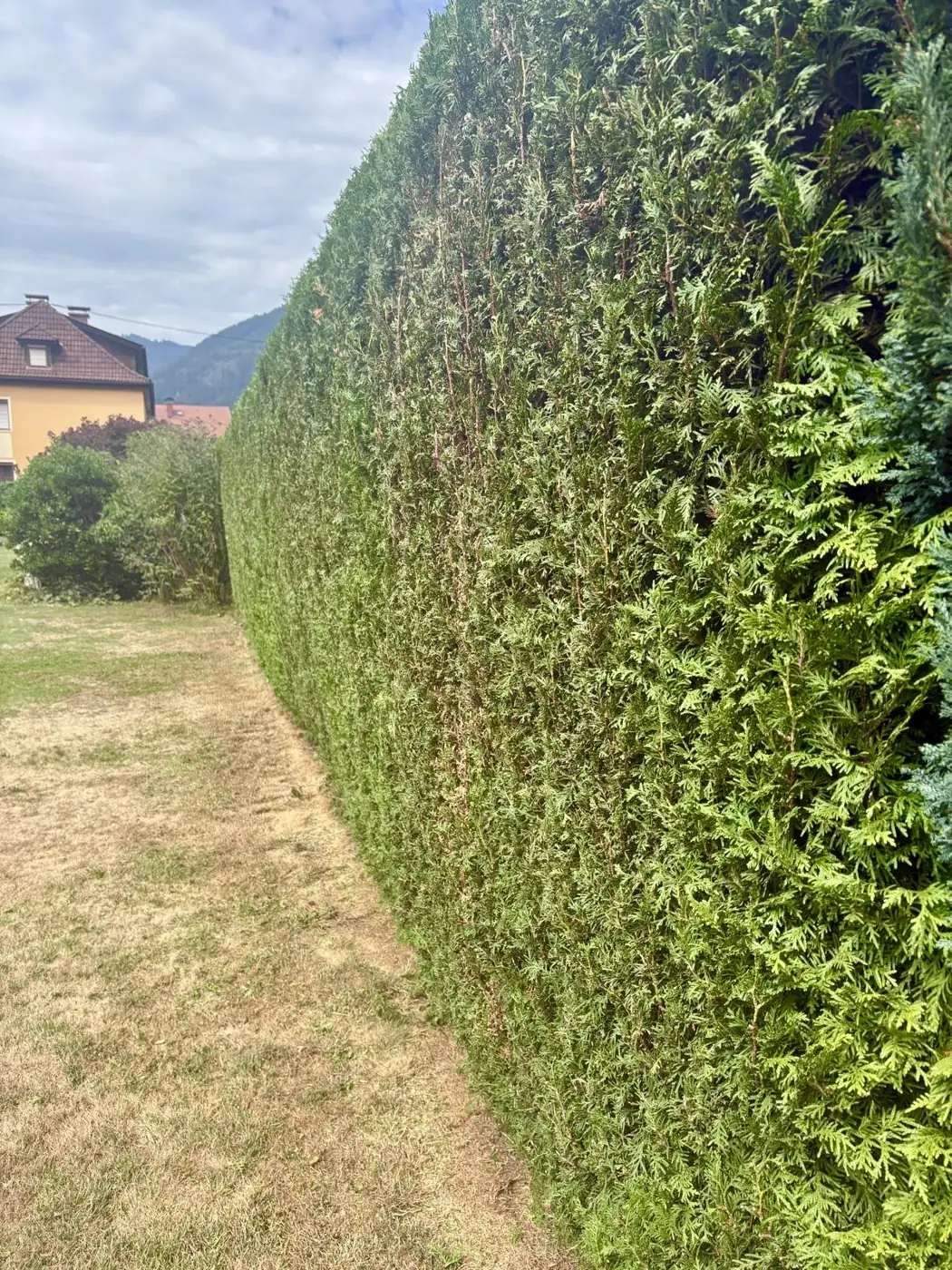 Heckenschneiden: frisch geschnittene Hecke an einem Grundstück in Kärnten