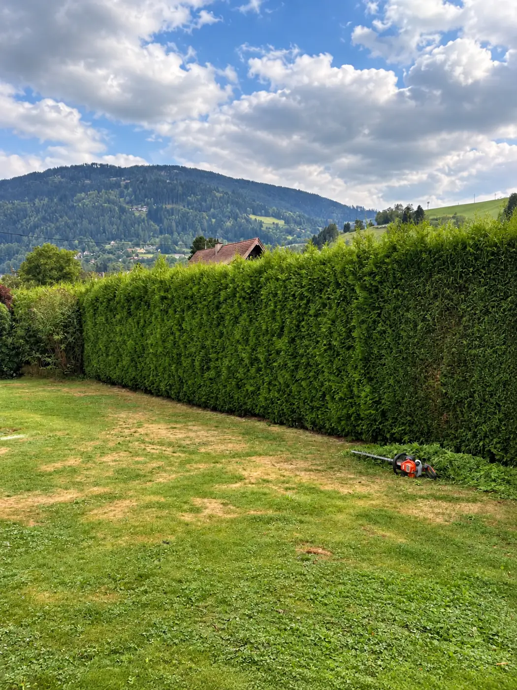 Heckenschneiden: fachgerecht geschnittene Thuja-Hecke in Kärnten