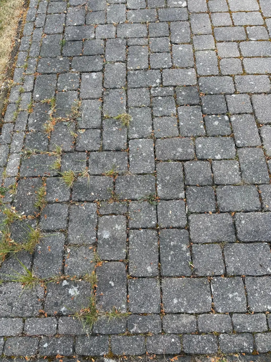Vorher: Pflasterfläche mit Unkraut vor der Unkrautvernichtung mit Heißwasser
